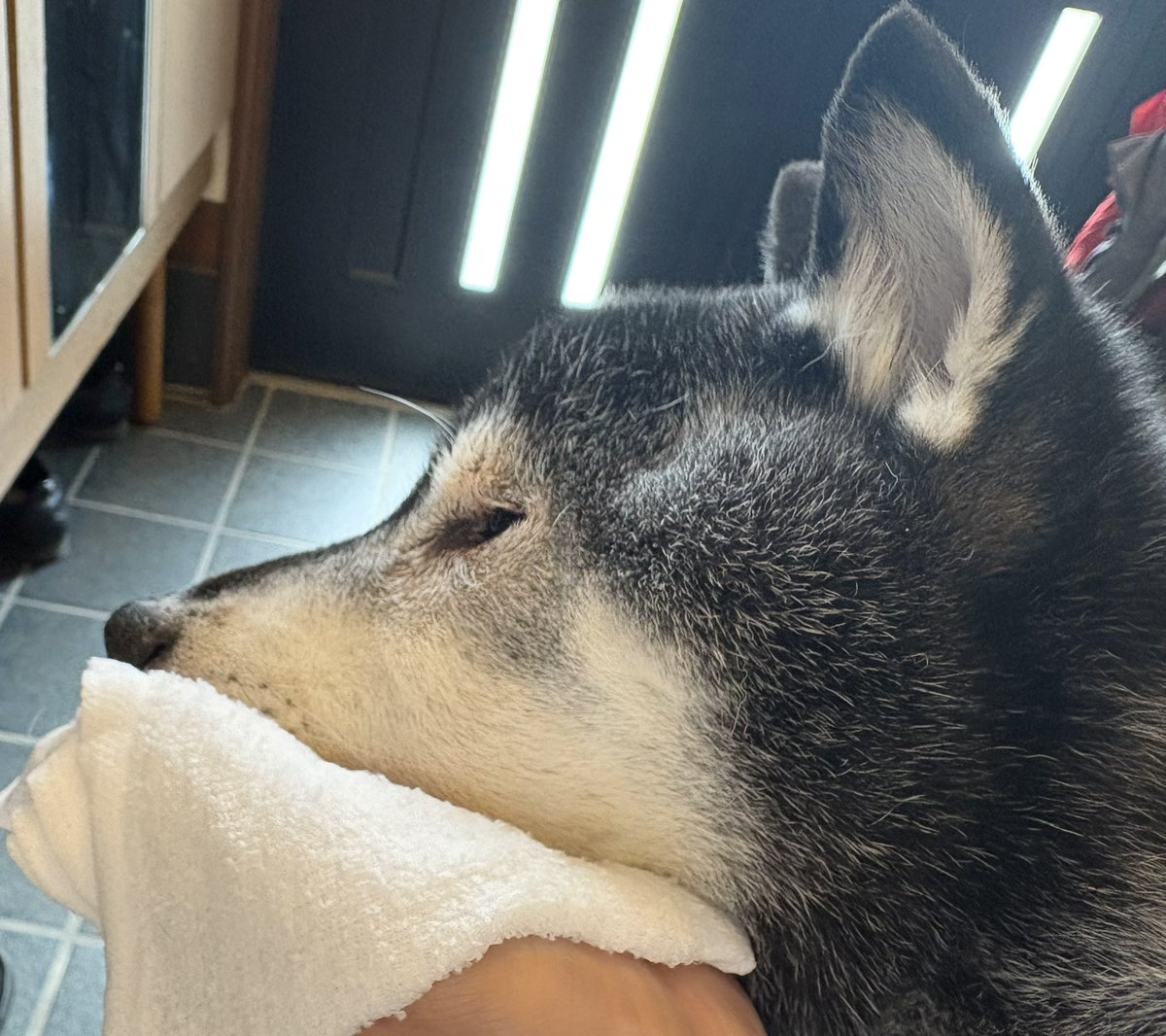 耳の裏が痒くてもかけないコロのために毎日朝夕ブラッシングをしてあげています。これに加えて朝は熱々のタオルで全身を拭いているのですが、顎の下は10秒停止。この時に見せる恍惚の顔がたまらなく好きです🥰
#秘密結社老犬倶楽部 
#老犬介護
#黒柴17歳1か月