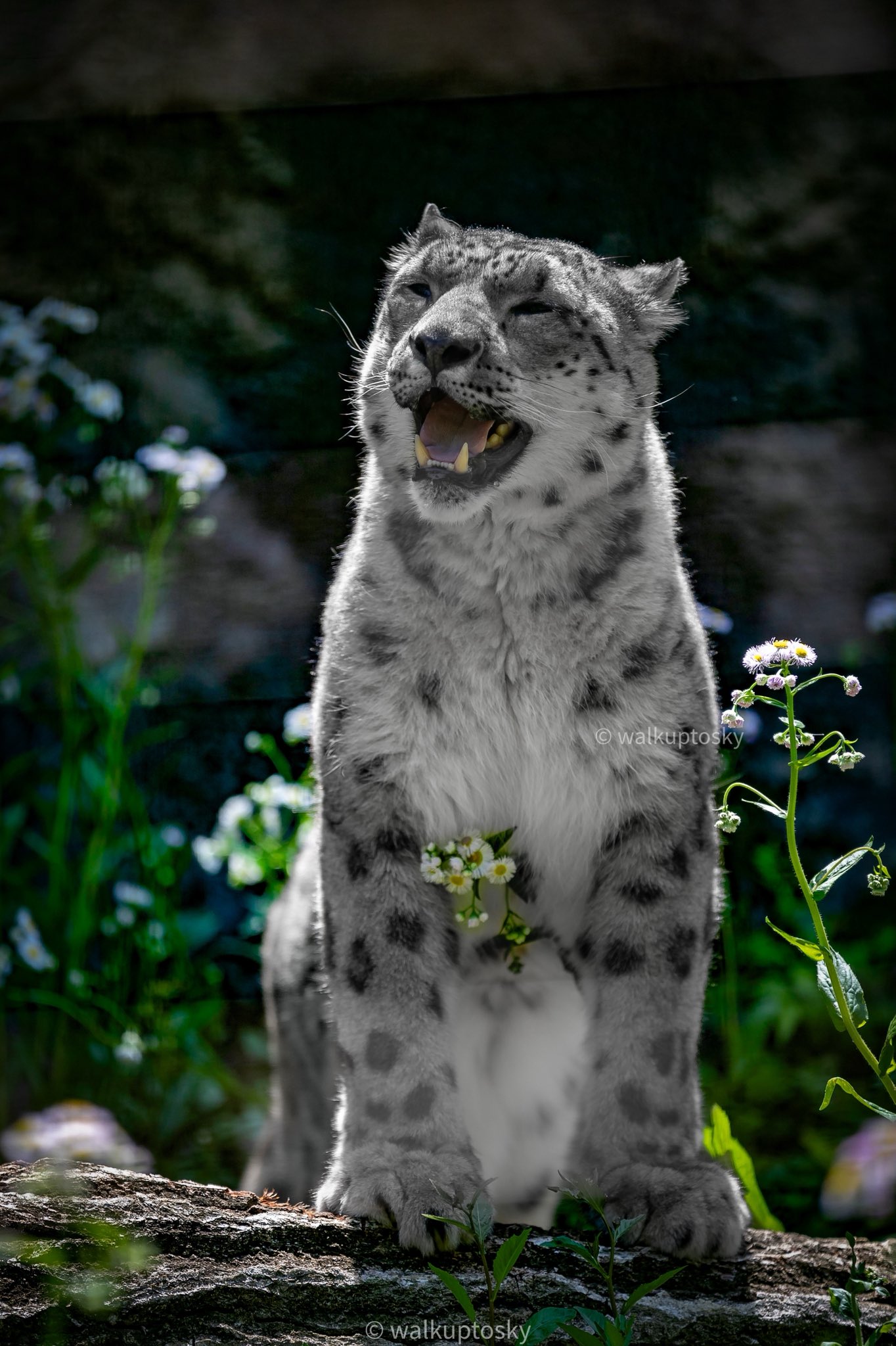 fukuさま♡専用ページ fuku - Cerca / X