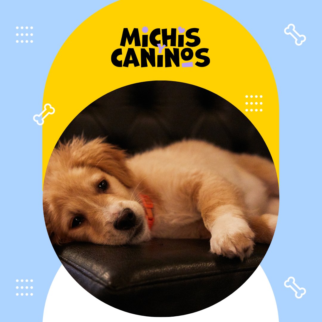 🐶🎯 La inteligencia canina se mide en memoria, obediencia, adaptación y vínculo. ¿Ya sabes cuál es el más brillante? 👉 michisycaninos.com
