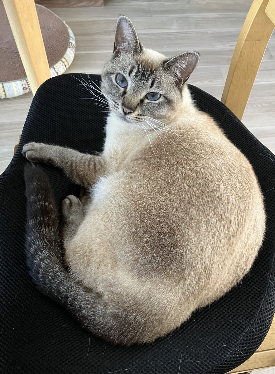 推定3歳になったねこ
お誕生日おめでとう！