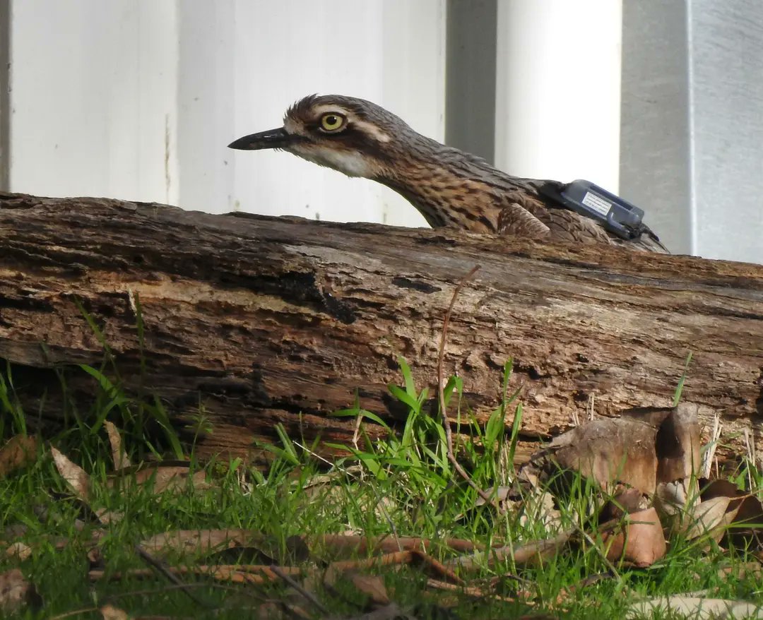 ANU researchers are helping the bush stone-curlews regain a foothold on Phillip Island (Milawu), one backpack at a time.
With tiny GPS-tracking backpacks and identification bands, 24 more birds will be reintroduced as part of the landmark project.

🔗reporter.anu.edu.au/all-stories/bi…