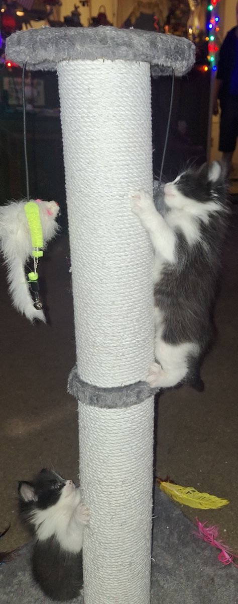Uh-oh. We have climbers! 😆