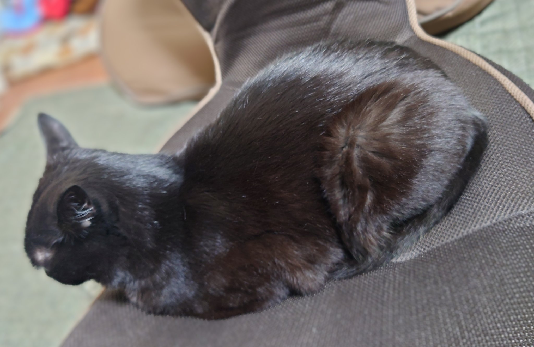 Amazon | [ZOOKISS] 黒猫 ねこ 猫柄 メンズ帽子 速乾性キャップ