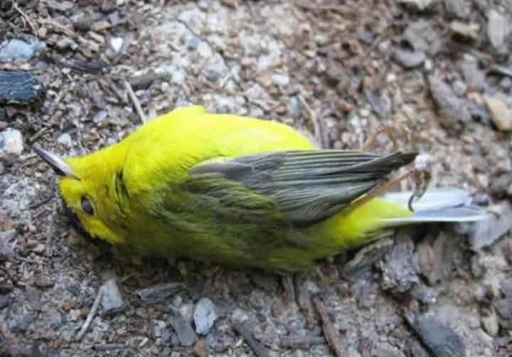 Early bird without connection 😩😭