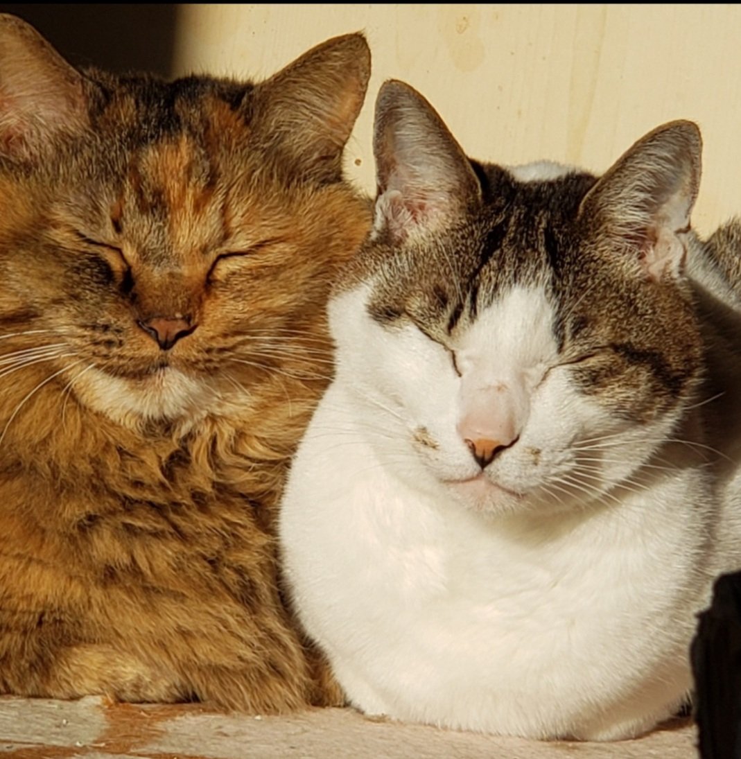 コスモス tweet media