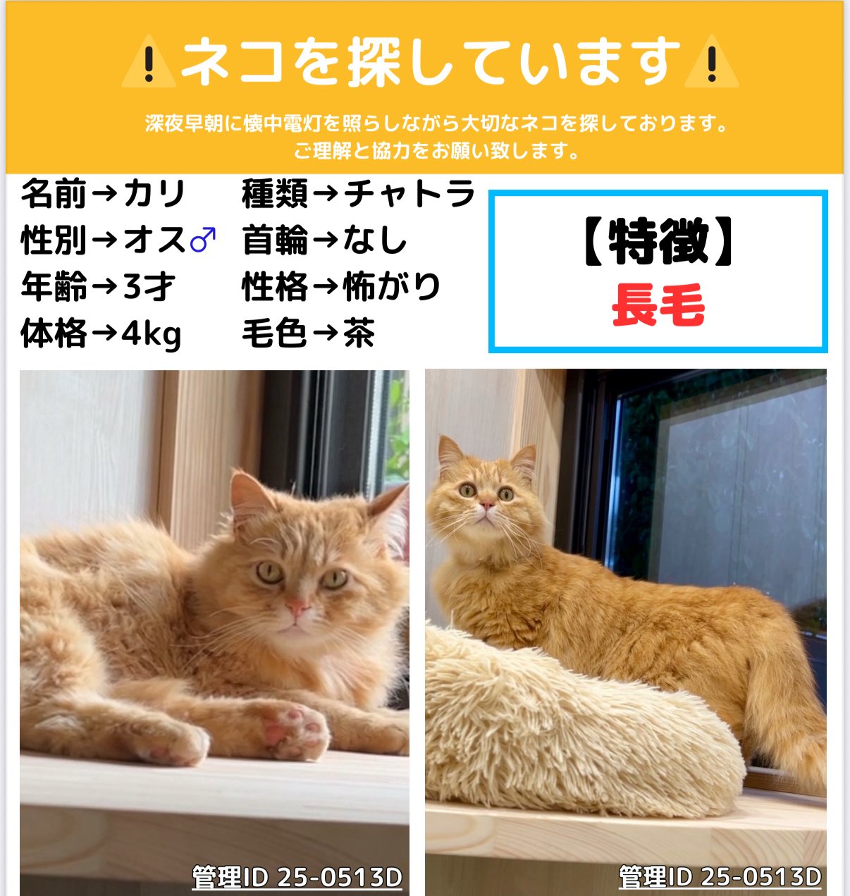 迷子のネコちゃん110番 -