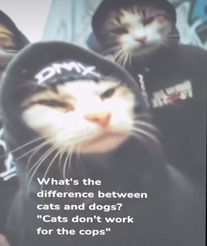 😄😄😉😉😸😼
Love cats!! ❤️❤️
#CatsLover