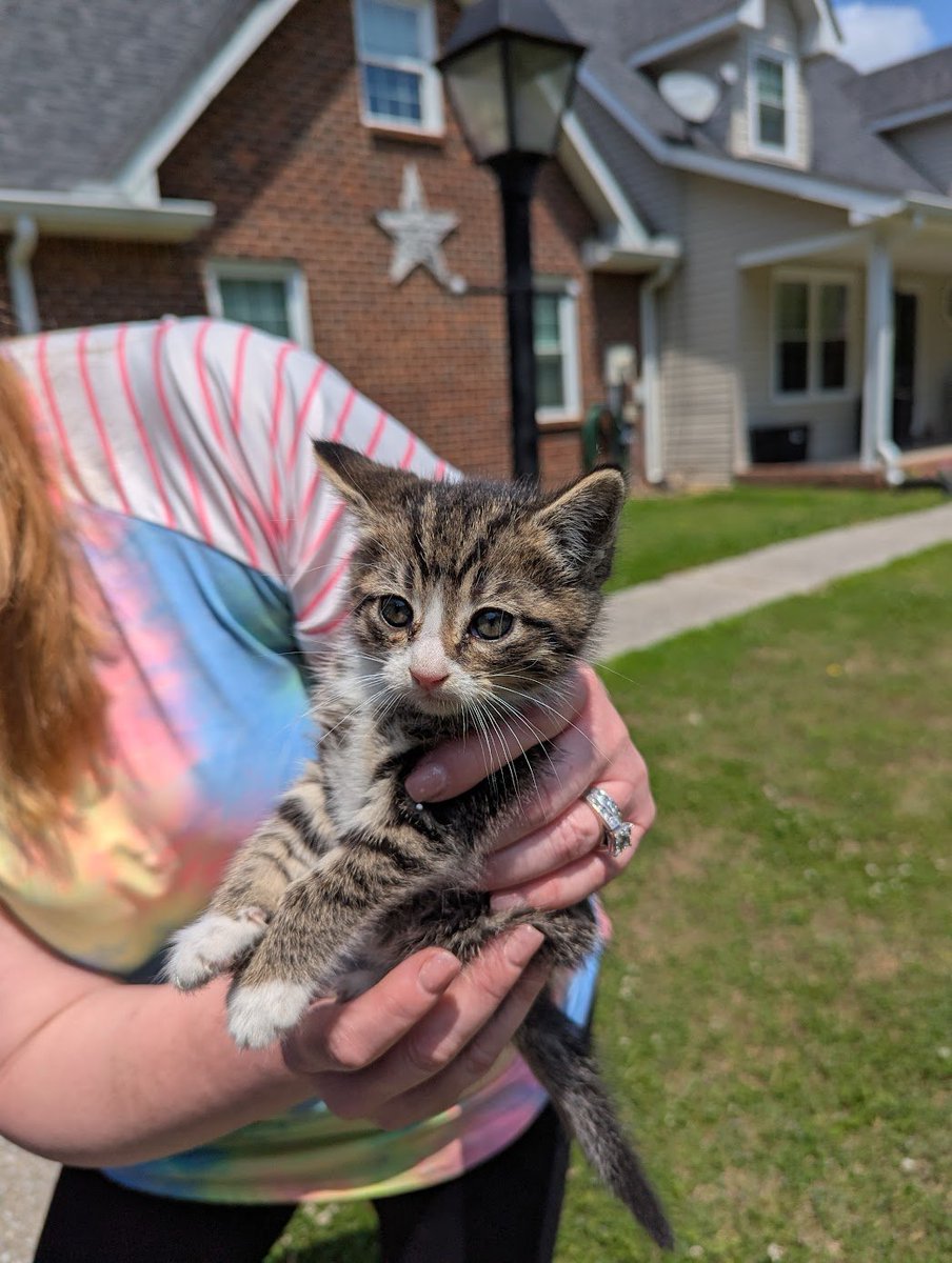 Got 2 rescued kittens off to a foster home today. It was originally 3, but one of them managed to lay down the charm and never even left the house he was captured at. These two will be socialized and up for adoption after they get spayed &amp; neutered