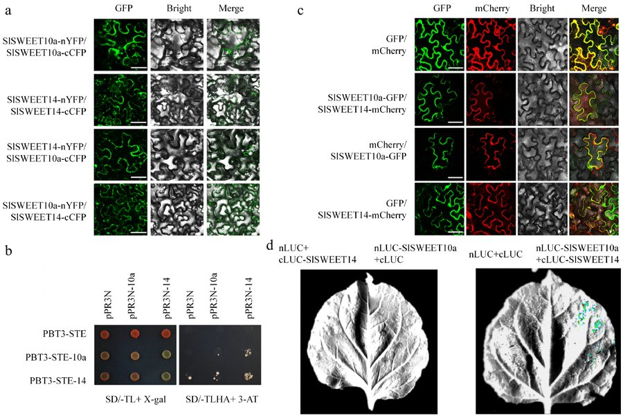 Maximum Academic (@maximumacademic) on Twitter photo #VegetableRes
SlSWEET10a in tomatoes regulates sucrose metabolism and fruit sugar allocation. Study explores its role in plant height and fruit development. 🍅
<a href="/HortiPlant/">Horticultural Plant Research</a> #Tomato #SucroseMetabolism
Details: maxapress.com/article/doi/10… #VegetableRes
SlSWEET10a in tomatoes regulates sucrose metabolism and fruit sugar allocation. Study explores its role in plant height and fruit development. 🍅
<a href="/HortiPlant/">Horticultural Plant Research</a> #Tomato #SucroseMetabolism
Details: maxapress.com/article/doi/10…