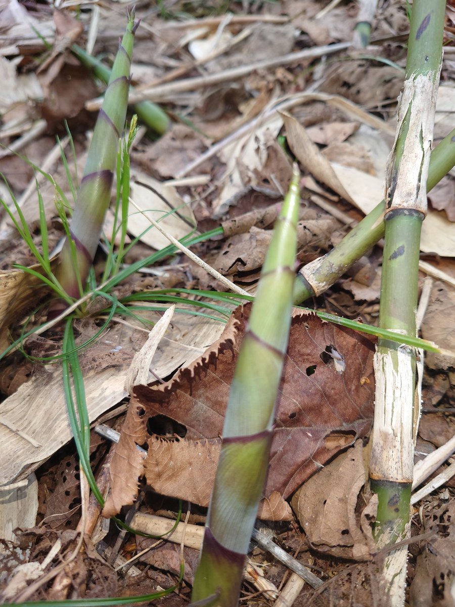 暑いけど、久しぶりに筍採集やったら面白いし、笹薮が影になるから涼しいフーッ🍃😌