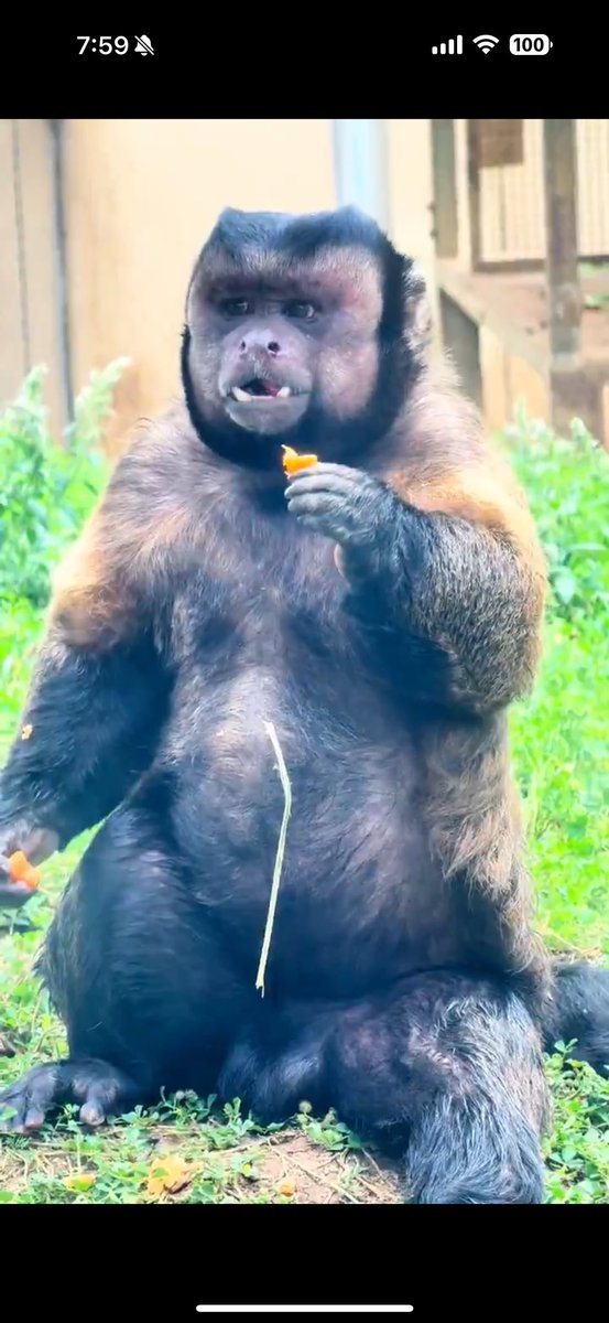 Come on ya monkeys 

#Dazhuang will visit you 

 🤣

EmoNk76Psbz4k1DpePgyFmZX3Wkv3RDfo8tGX9cbonk