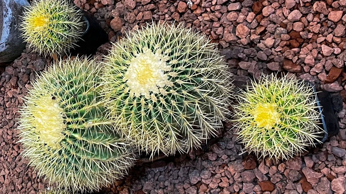 Ya llegaron y son una maravilla. 

Del 15 al 18 de Mayo, el 9 Festival Cultural de las Cactáceas. 
Te invitamos a partir de mañana a disfrutar con nosotros. 

#Cactus #SanAngel #museos #cactuslover