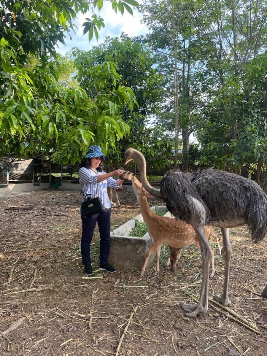 Chiều hôm qua mình tới Moshav Farm chơi, lúc đó Phạm Minh Thông không có nhà, chị làm vườn dẫn mình đi vòng vòng tham quan, thật không ngờ giữa miền trung cát nắng mà lại mọc lên một trang trại xanh tốt rộng 56ha, rất nhiều cây ăn trái đang cho thu hoạch,