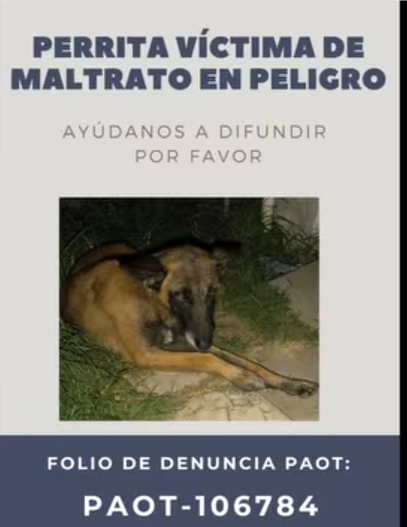 LicAnimalista's tweet image. #BurocraciaCriminal @PAOTmx Está perrita desnutrida se aventó de una azotea queriendo escapar, sus maltratadores se negaron a que recibiera la atención adecuada. Urge que esa perrita sea atendida por médico veterinario. Si muere serán responsables ineptos. CCP. @ClaraBrugadaM