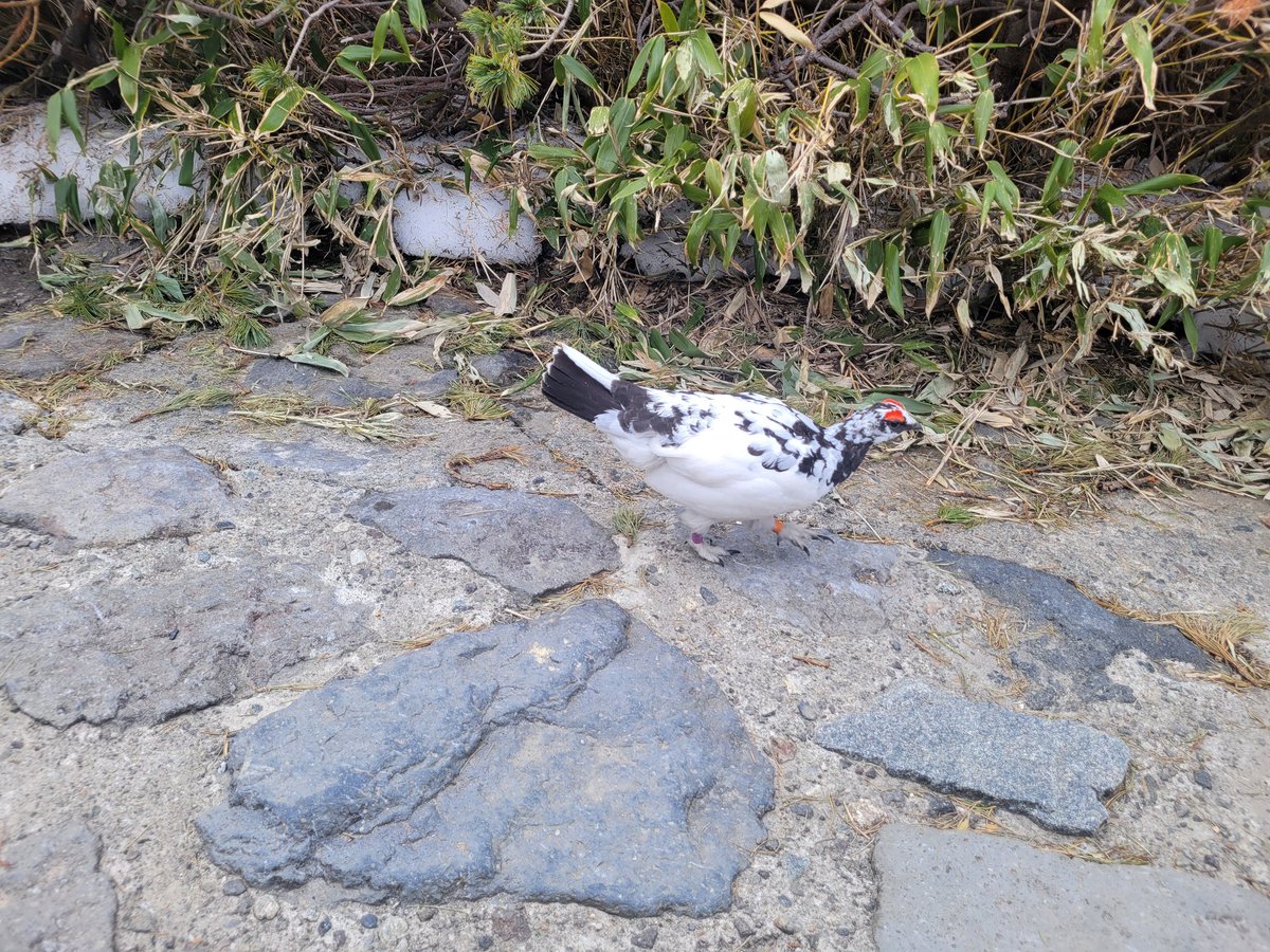 Grid_88291's tweet photo. こんな間近で雷鳥見れた！いいことあるかも！ https://t.co/aX1PuS8Efi