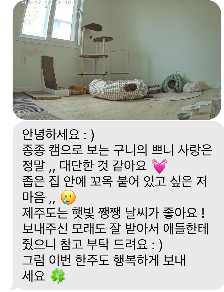 구니쁘니 가족을 애타게 찾습니다. 이제 고작 2주의 시간이 남았습니다. 구니와 쁘니는 저 작은 스크래쳐에 둘이 꼭 붙어 앉아있어요. 밤에는 밖의 소리들에 궁금해 하지만 보통은 둘이 꼭 붙어서 있는다고 임보자님도 신기해 하실 정도에요. 사이 좋은 고등어 성묘, 쁘니는 사람을 아주 좋아합니다.