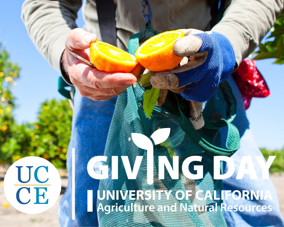 Tomorrow is Giving Day!

UCCE San Diego’s work reflects the diversity and strength of our region. With your help, we can expand our reach and deepen our impact.

Support local programs like: – UC Master Gardeners of San Diego County – UC Master Food Preservers – 4-H Youth Dev ...