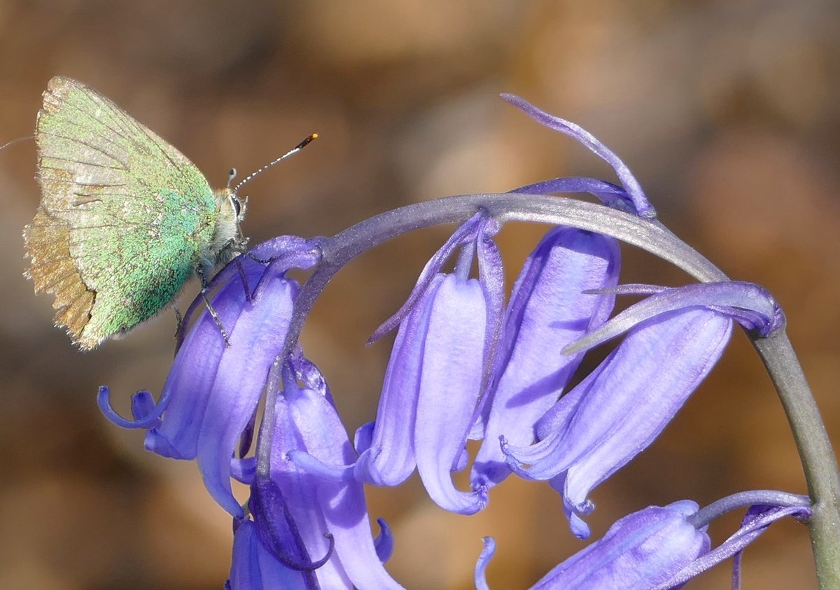 EdgeofMull's tweet image. A Green Hairstreak on bluebells.