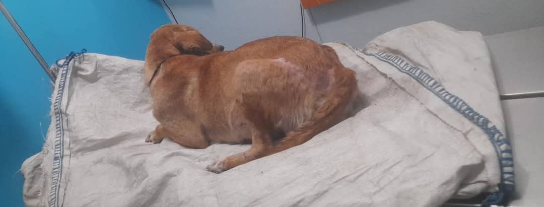 Proanimal_gt's tweet photo. #SouProAnimal
#Proyecto35
Esta perrita no pudo parir, estaba muriendo de dolor 😞
Una de nuestras rescatistas, la bajó a Clínica Veterinaria en donde la operaron de emergencia. Lastimosamente sus bebés estaban muertos e incluso tenían mal olor.
#AdoptaYSalvaUnaVida https://t.co/gFVxxw4Q0O
