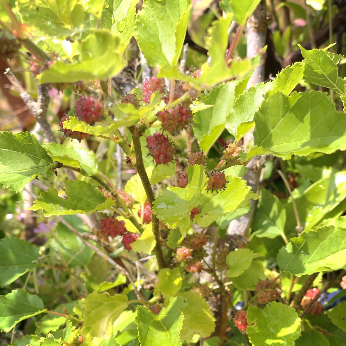工房で育てている植物が花をつけたり実をつけたりしています🍎
去年道の駅で買ったサルナシが特に成長著しいので、実りの季節が楽しみ😊