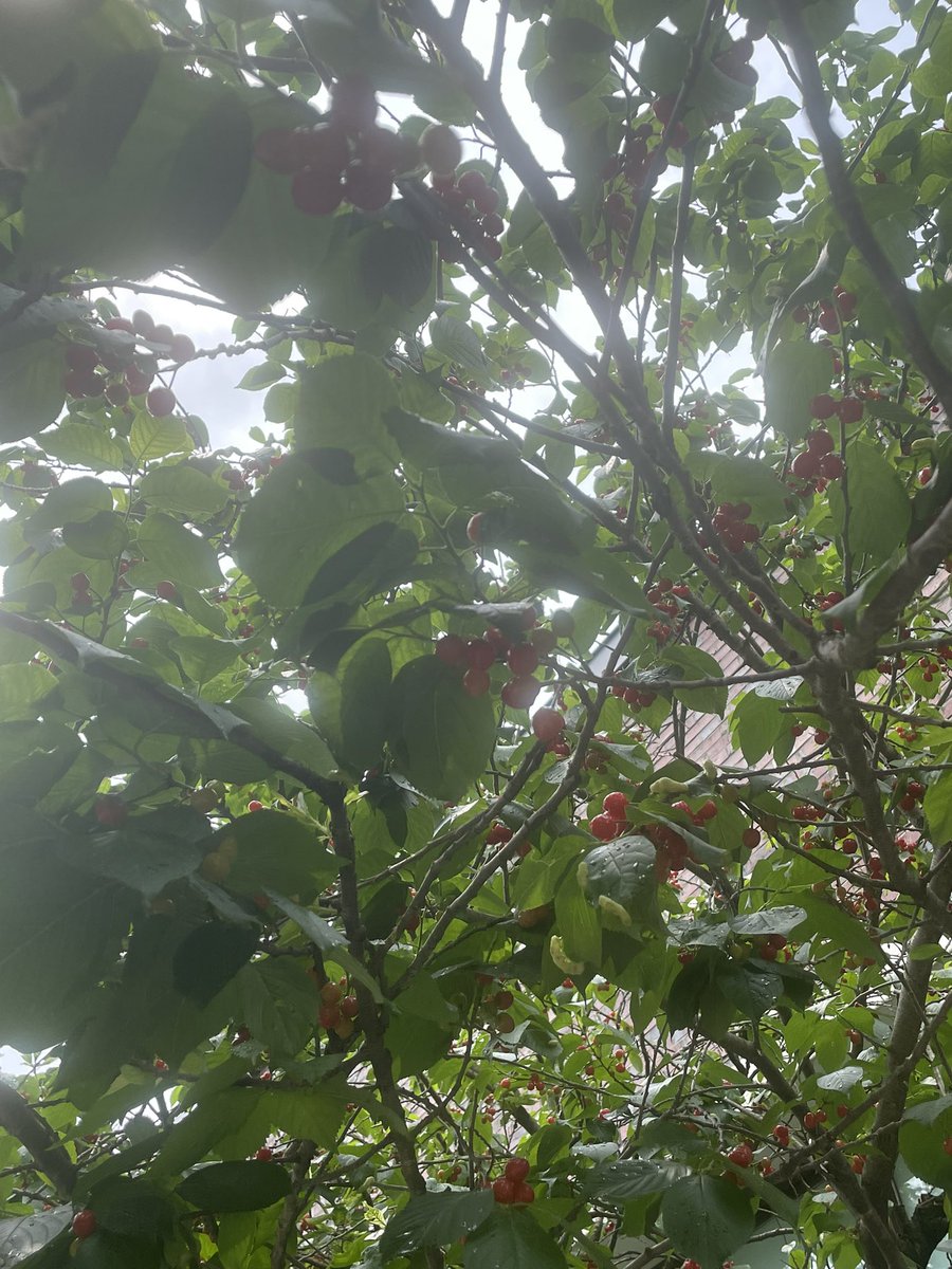 오늘은 앵두를 따먹엇다