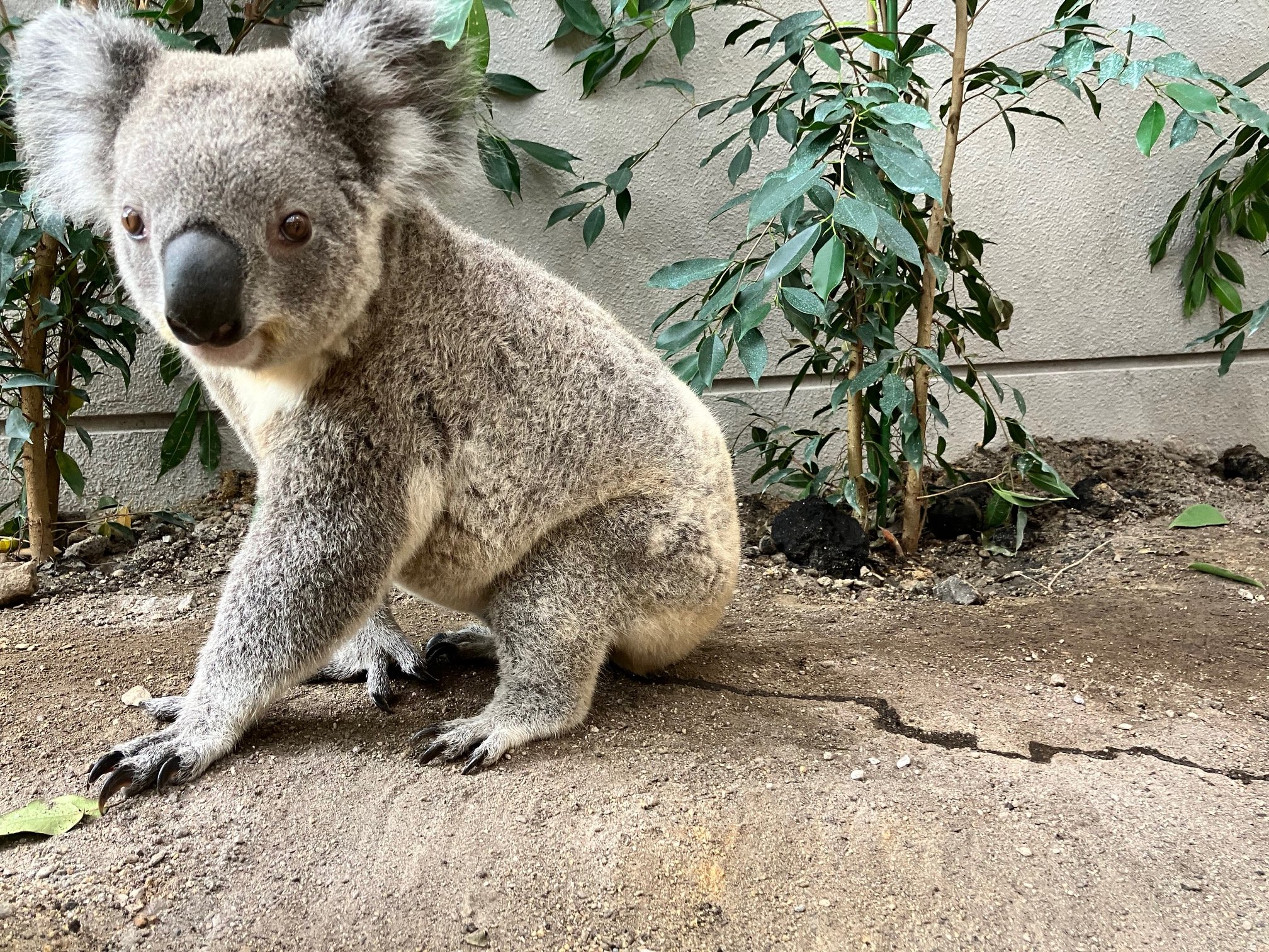 コアラ ステージ慣れしているライトくん🐨💡☺️ 20240929 🙅‍♀️無断