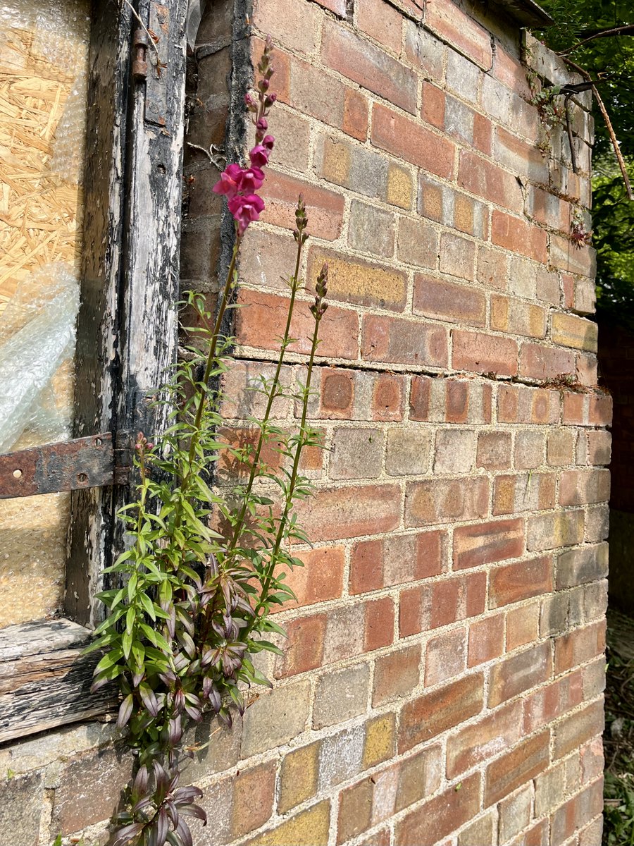 I haven't posted much recently, as we're currently at the stage of fine-tuning contracts for the building work — an essential stage of the process, but not particularly photogenic. Here, anyway, is a lovely wallflower, growing on an outbuilding that, alas, needs to be rebuilt.
