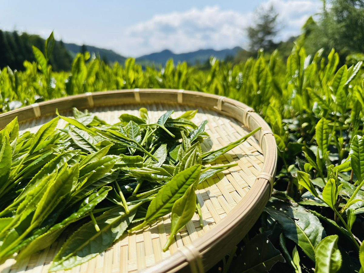 daigo_town's tweet photo. 茶摘み🌱
大子町の特産品でもある『奥久慈茶』
味はコクと深みがあり、香りも強いのが特徴🍵
美味しい新茶が飲めるのが楽しみ😋
#茨城県
#大子町
#新茶
#お茶
#お茶摘み
#お茶畑
#茶畑
#奥久慈茶
#茶摘み
#ibaraki
#daigo
#tea
#newtea
#teapicking https://t.co/F4fD1eTGDG