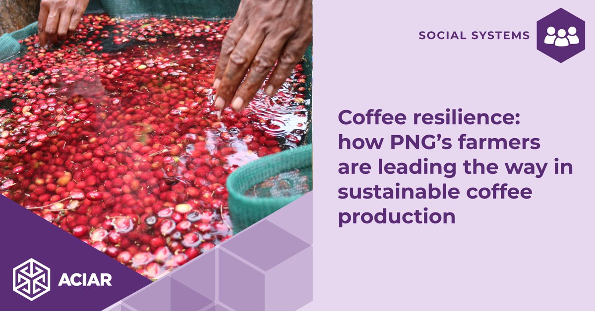 ACIAR (@aciaraustralia) on Twitter photo In the highlands of Papua New Guinea, smallholder farmers are improving the productivity and sustainability of their coffee plantations and building more resilient livelihoods. 🇵🇬
Learn more: ow.ly/nsmr50VT0y6
<a href="/CurtinUni/">Curtin University</a> <a href="/AusHCPNG/">Ewen McDonald</a> In the highlands of Papua New Guinea, smallholder farmers are improving the productivity and sustainability of their coffee plantations and building more resilient livelihoods. 🇵🇬
Learn more: ow.ly/nsmr50VT0y6
<a href="/CurtinUni/">Curtin University</a> <a href="/AusHCPNG/">Ewen McDonald</a>