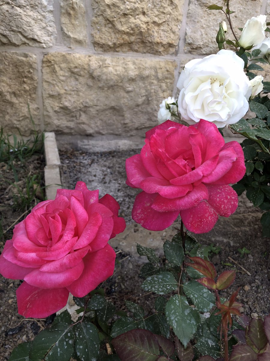 marie_nassar's tweet image. Good morning X-Friends…Happy Thursday 🌷🍃☕️🤍🩷☀️
My Photo 📸
#ThursdayThoughts 🌷 #CoffeeTime ☕️ #NatureBeauty 🩷 #StayPositive 💐 #PeaceAndLove 🕊️