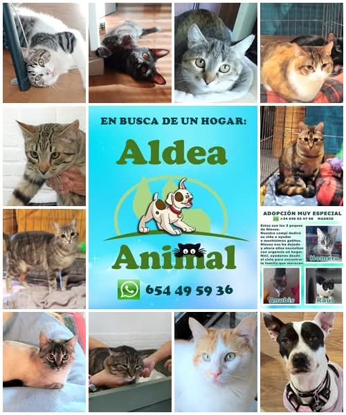 Algunos de nuestros aldeanitos en adopción. Madrid y alrededores.