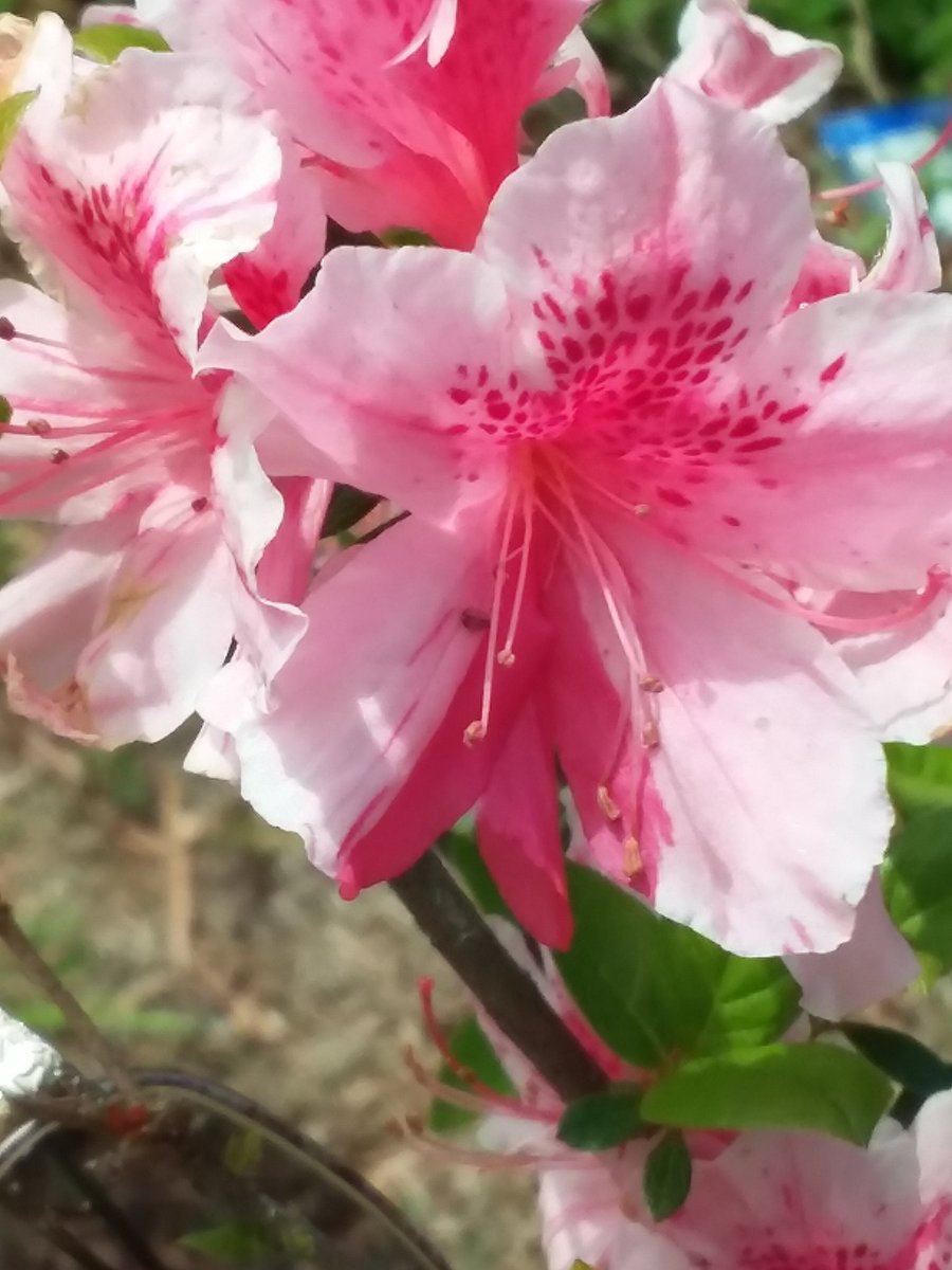 Good morning☕☀️/afternoon/evening.🍵🌙. Wishing everyone a beautiful, blessed #Saturday . Be safe and well. 

🦋🌸🐝🍀🐞☘

#azalea #flowers #blooms #nature #peaceful #photos