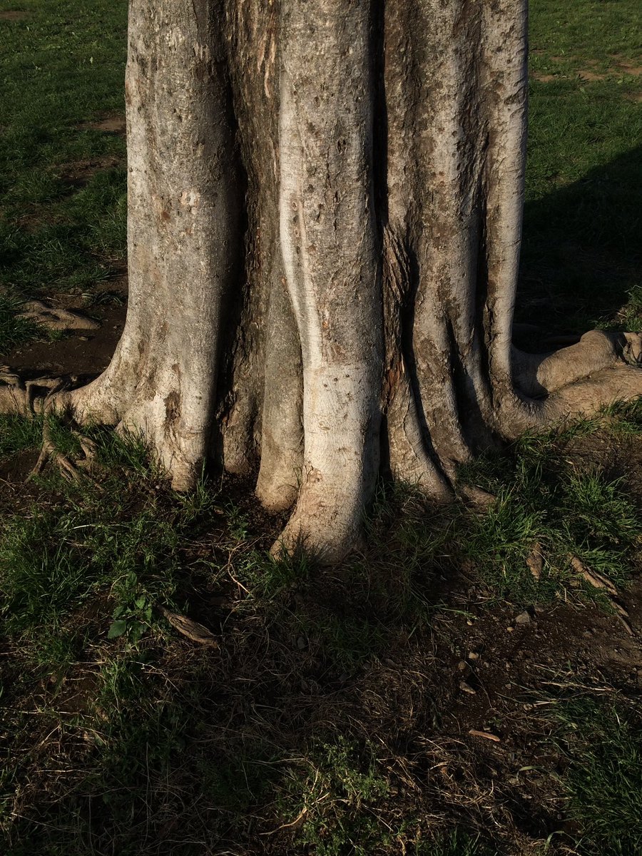 cplro's tweet image. 