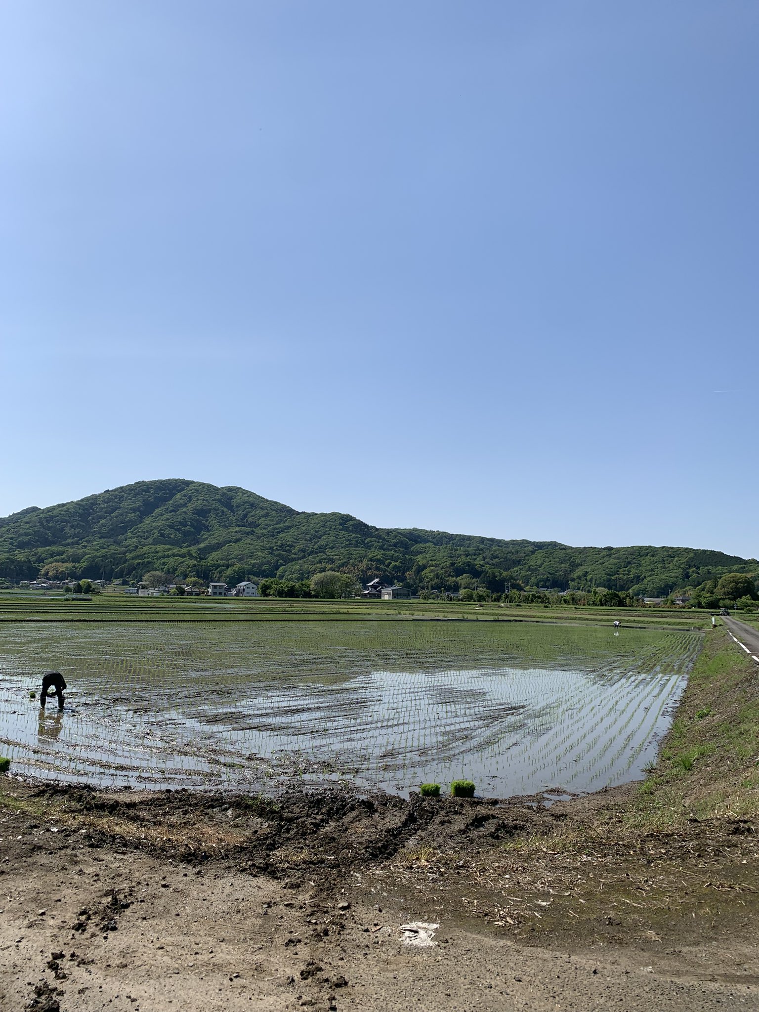 田んぼページ Rice planting day 1, part 2: I let out too much water, but