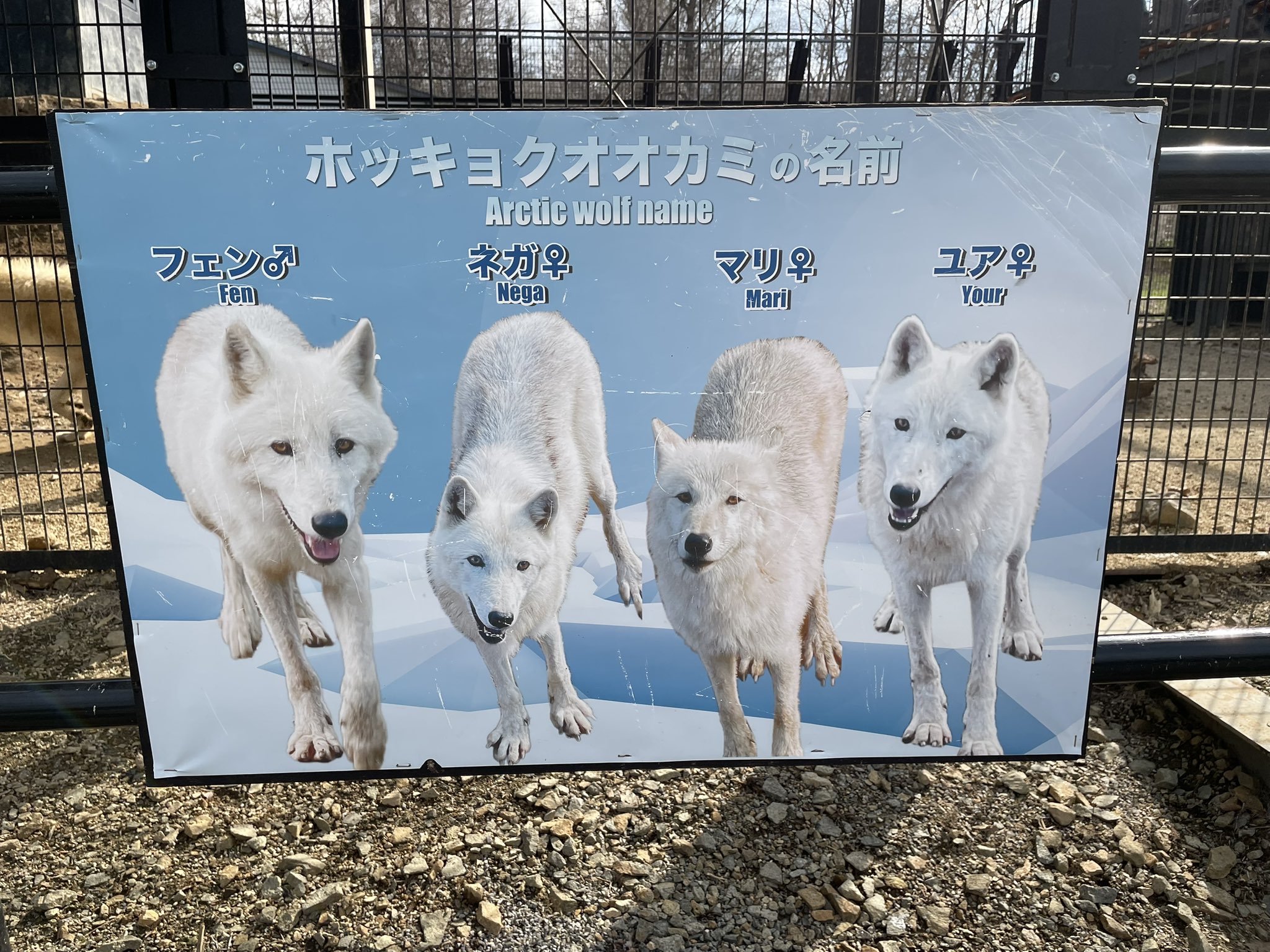 ホッキョクオオカミ＆ホッキョクグマラブ ホッキョクオオカミ&ホッキョクグマラブさん専用 他の人購入×