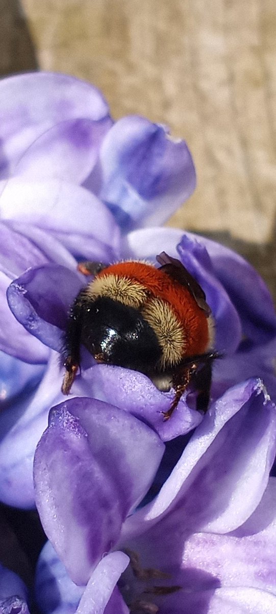 Little Bee bottom in my Hyacinth blossom 🌸 💜🐝