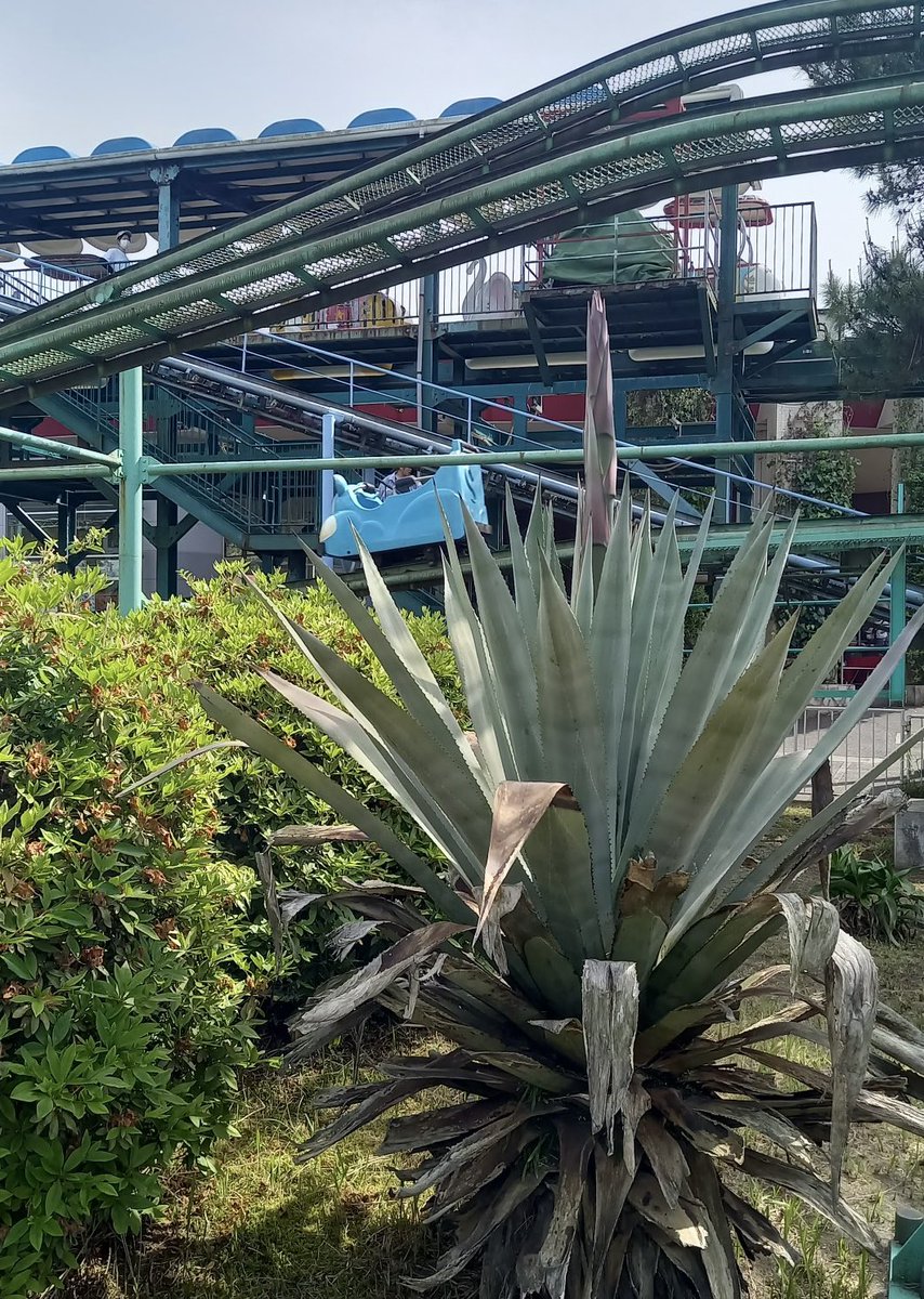 リュウゼツラン