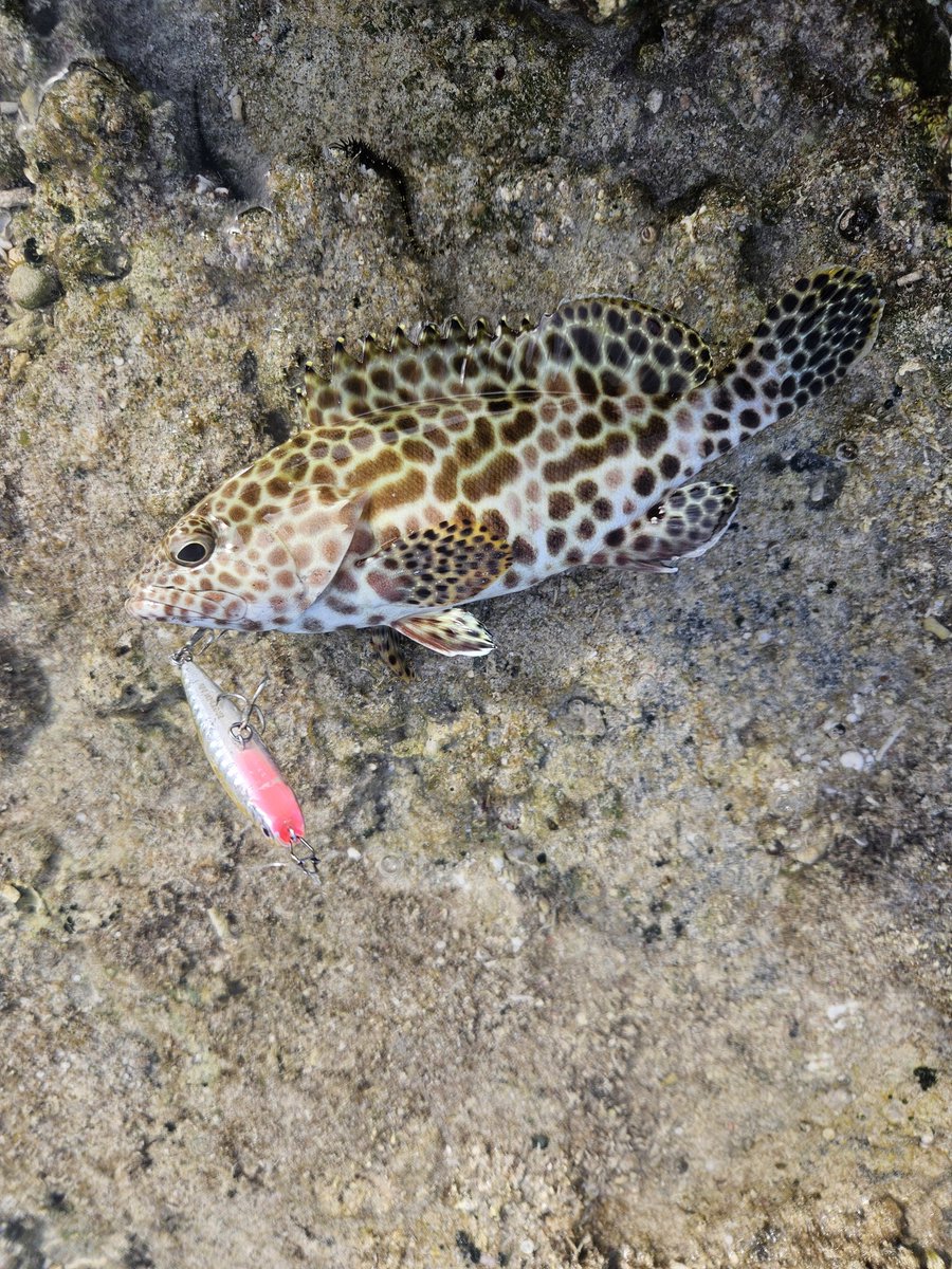 伊是名島初日からデカイカスミがHITしてフック曲げ曲げされました😂伊是名魚の治安悪いす🎣🎵