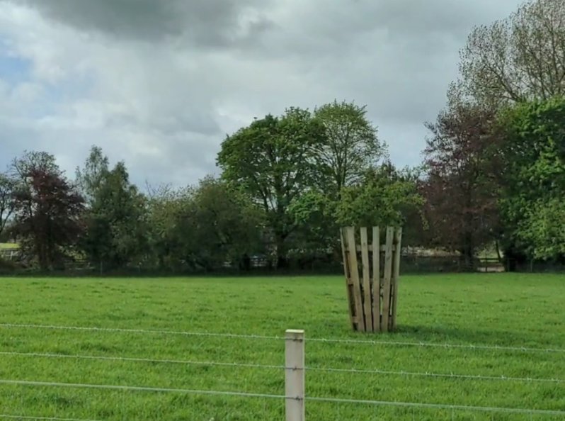 I have a few  young Horse Chestnut trees getting a hammering from the cows. I need a recommendation for tree guards to stop the tips getting nibbled. 

Nothing as extravagant as this though😵‍💫