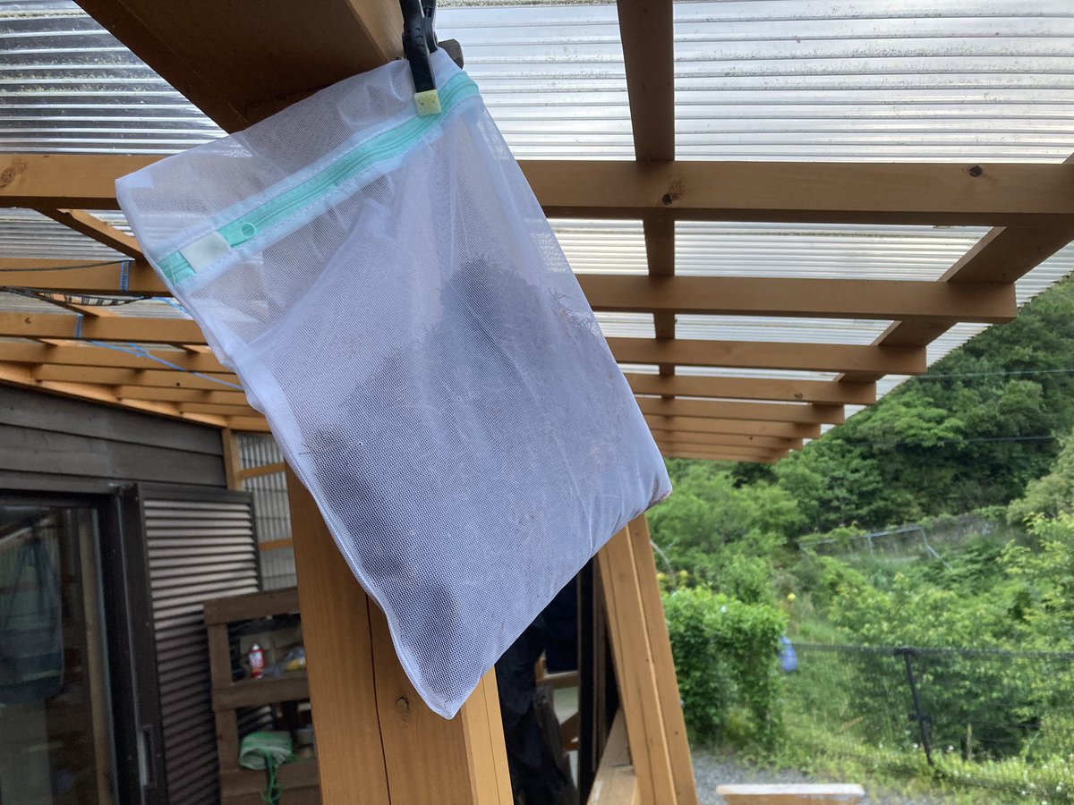 サハリン島の植物 | 高橋 英樹 |本 | 通販 | Amazon