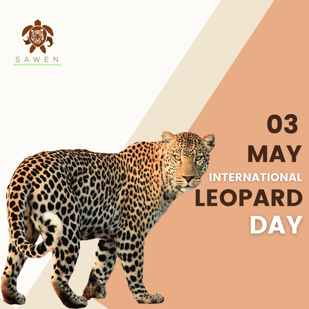 SAWENsec's tweet image. Leopards, one of most adaptable yet threatened big cats, face increasing pressure from habitat loss, human conflict, and illegal wildlife trade. SAWEN is committed to enhancing regional cooperation to combat their illegal wildlife trade and protect leopards across their range.