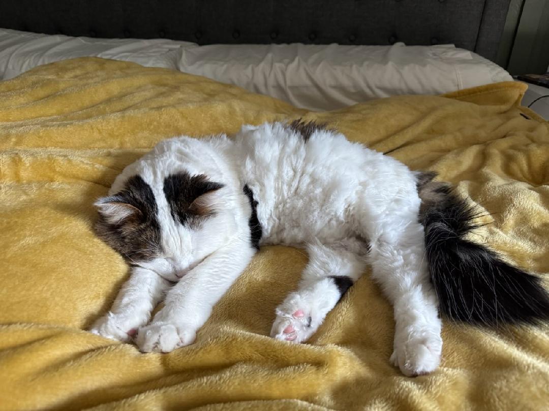 JeffFNicholas's tweet photo. @St_Rev Stinks only having 1 cat around https://t.co/OkZKhvl21x