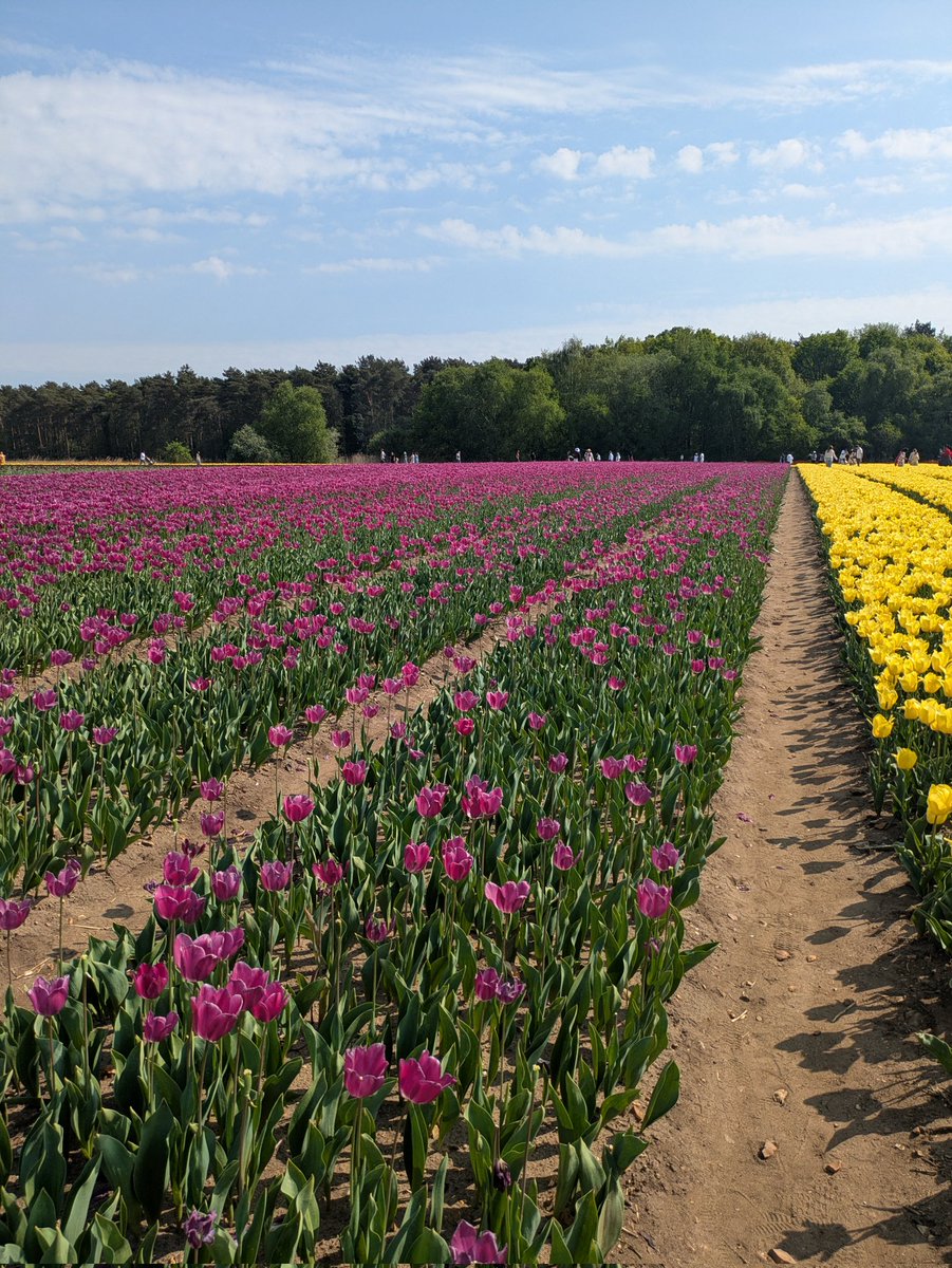 #tulips #norfolk #tulipsfortapping2025 stunning