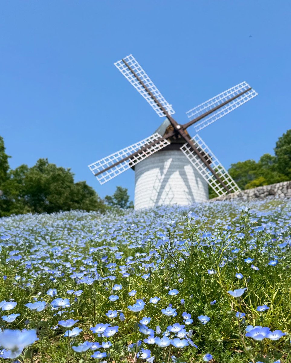 ネモフィラと風車のコラボレーションは まるで物語の中のような
