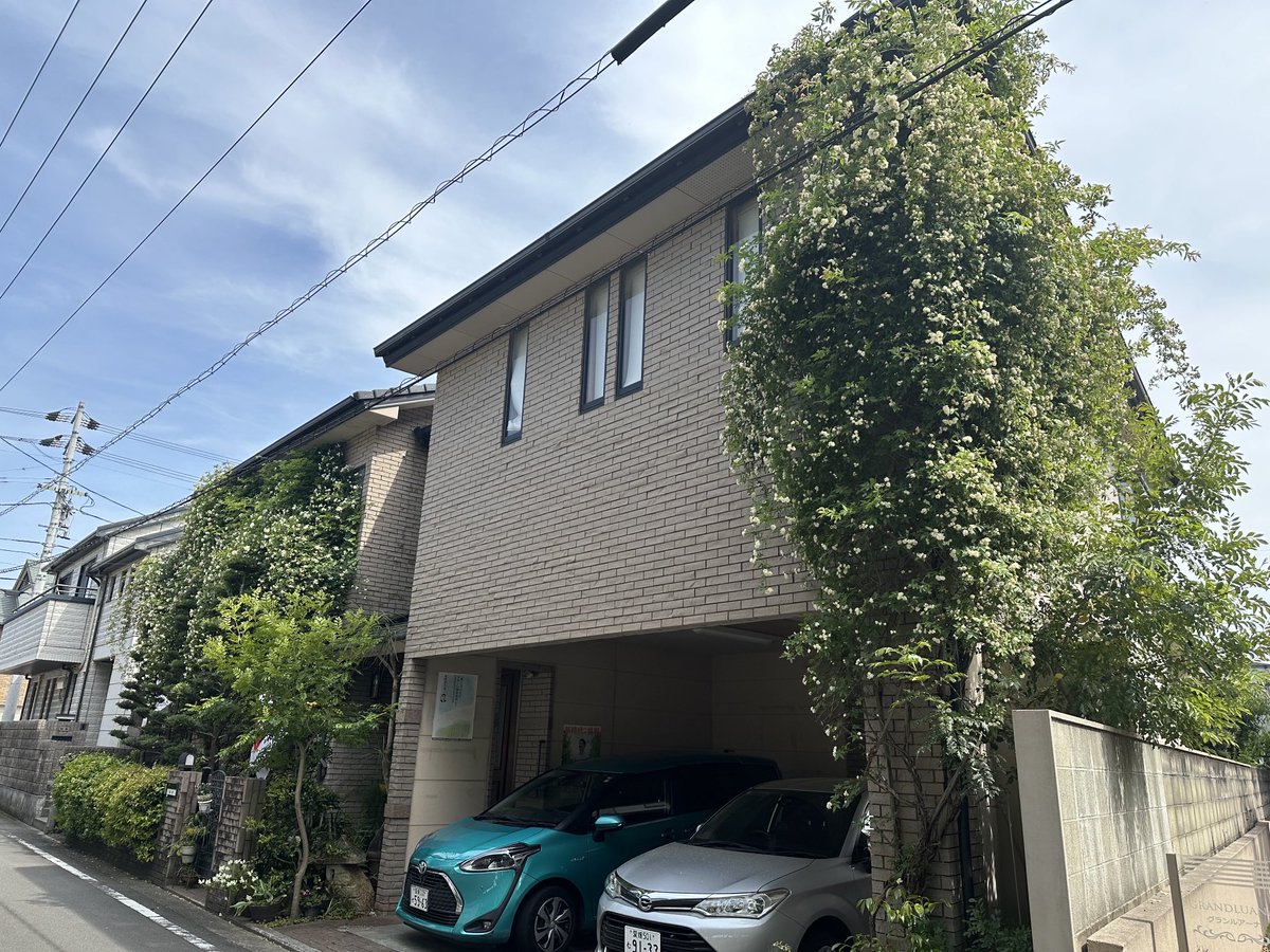 家内がかなり前に植えた、我が家のモッコウバラは、今が最盛期です。毎年元気に育ち、ここまでになりました。