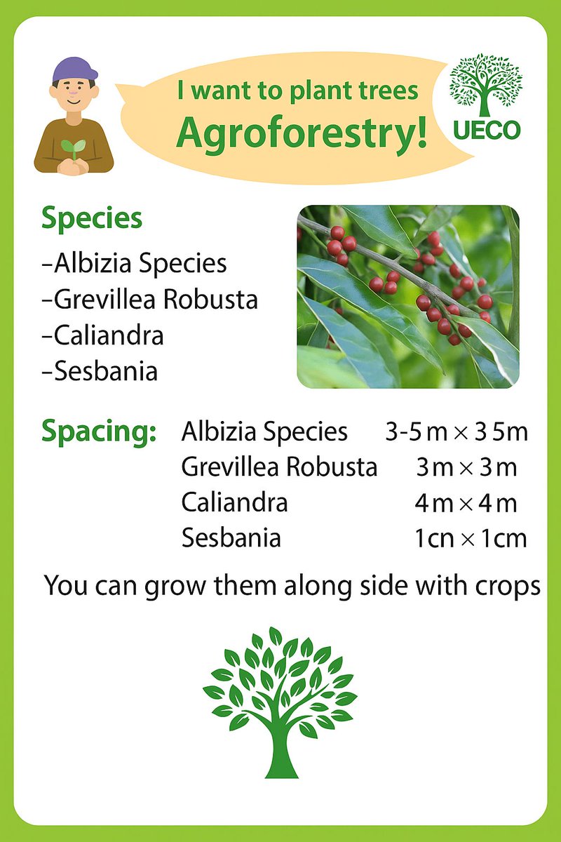 If you're in 🇺🇬🇰🇪🇹🇿🇷🇼 and want to plant trees for agroforestry, there are several suitable species to consider, including Albizia species, Grevillea Robusta, Caliandra, and Sesbania. These trees can be grown alongside crops, making them ideal for integrated farming systems.