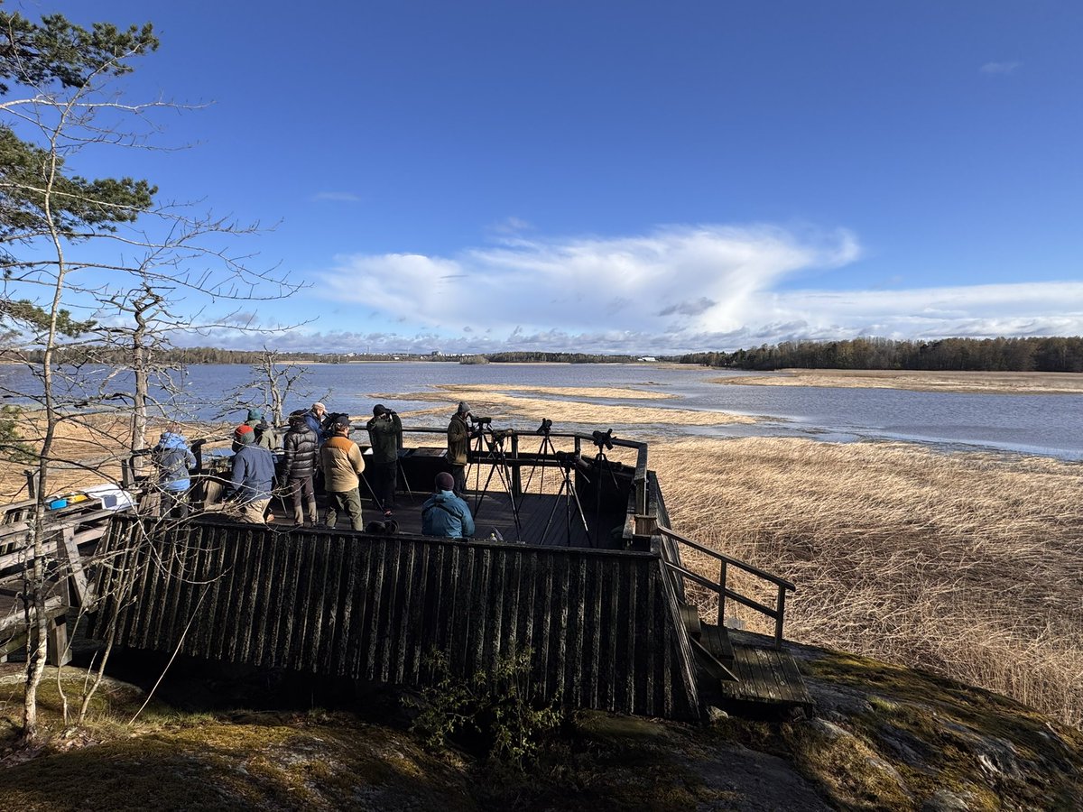 Kivinokka nuijas "Kivinokan päältä" menneen silkkihaikaran. 83 lajia nyt vissiin. #TornienTaisto #Kivinokka