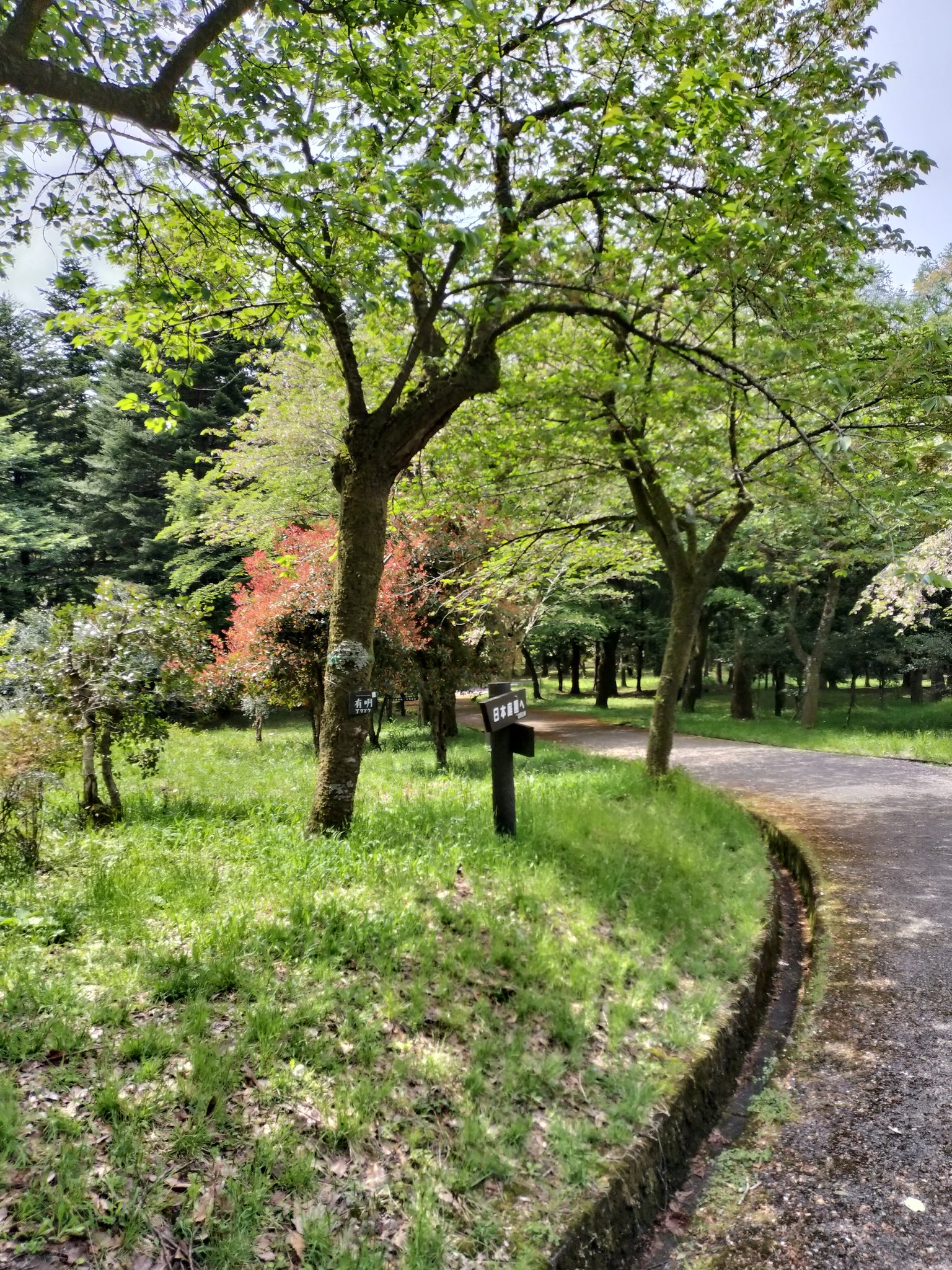 樹の上の散歩 mqdefault.jpg