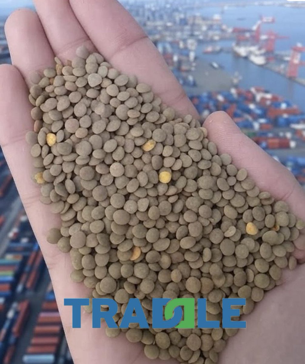 Traddle's tweet image. 🇨🇦 2025 #canada red #lentil exports robust at $2.8B, led by Crimson &amp;amp; Richlea. FOB prices in #Saskatchewan at 36-38¢/lb. #India ,key market, imported 1.3M tonnes in 2024. Competition from #Australia &amp;amp; #Kazakhstan grows