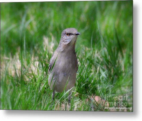 To See A Mockingbird tami-quigley.pixels.com/featured/to-se… #ThePhotoHour #ArtistOnTwitter #buyintoart #AYearForArt #Mockingbird #spring #wildlife #art for #MothersDay #giftidea #wallart #homedecor! #lehighvalleyphotographer #TrexlerPark <a href="/visitPA/">VISIT PA</a> #LehighValley <a href="/LehighValleyPA/">Discover Lehigh Valley, PA</a> #Allentown #birds